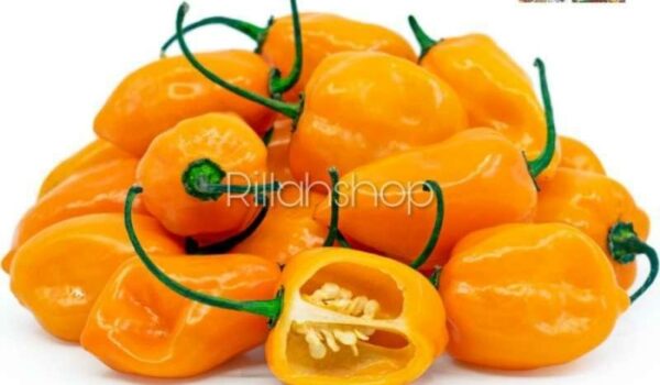 Beli Cabai Habanero Online untuk Sensasi Pedas yang Membara