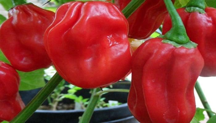 Keamanan Habanero: Simak Tips Aman Menyimpan dan Menggunakan Cabai Habanero